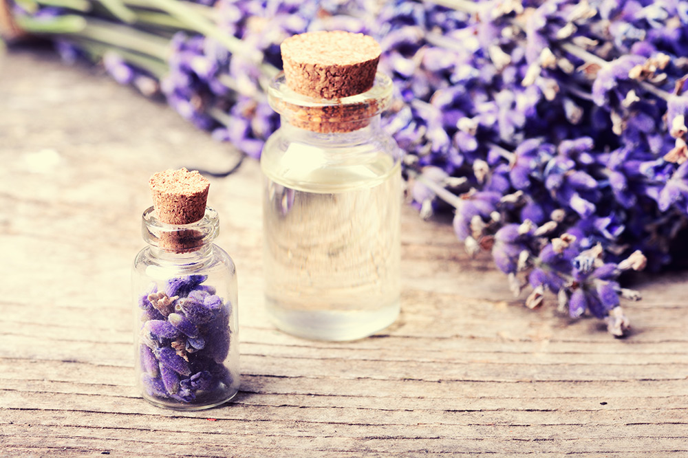 Fresh lavender flowers and lavender essential oil in a bottle for use in aromatherapy