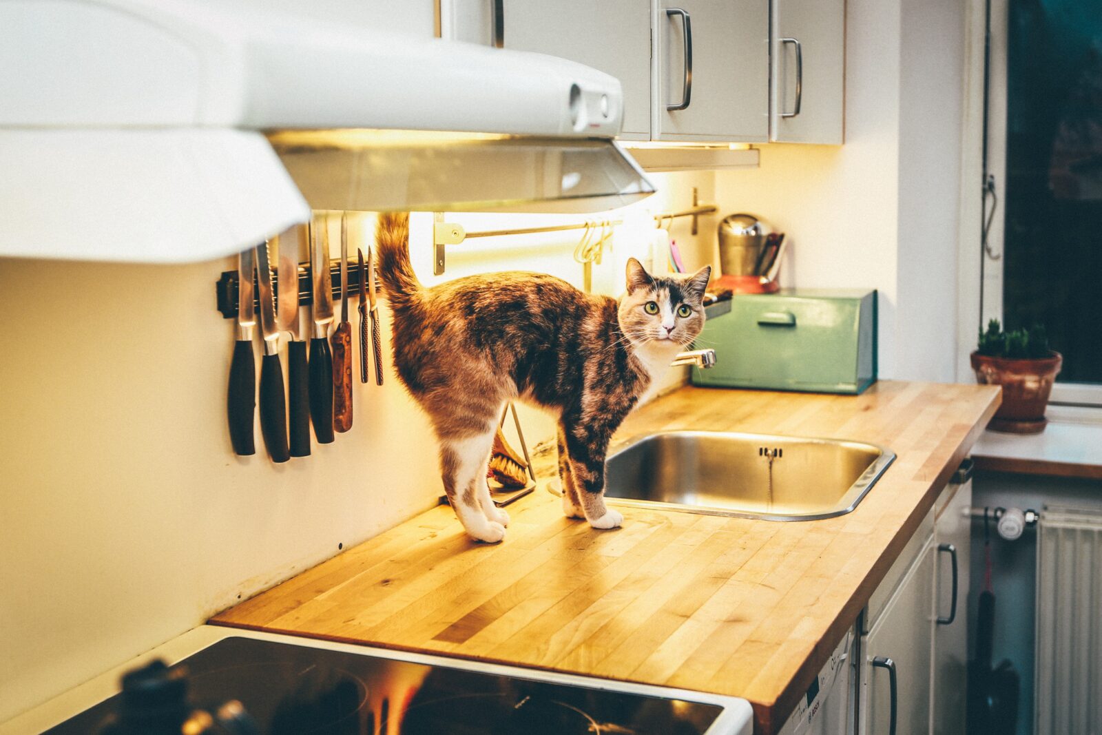 Cat on kitchen worktop